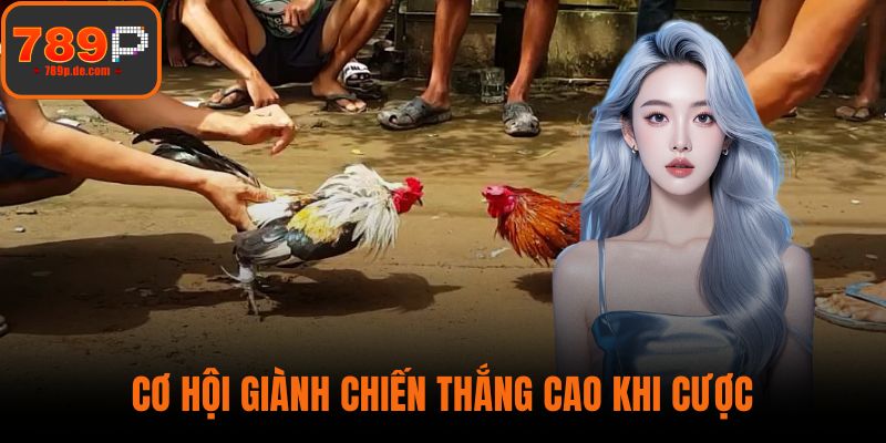 Cơ hội giành chiến thắng cao khi cược